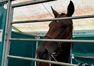 2024 08 25 Aarau IMG 8326 Divina