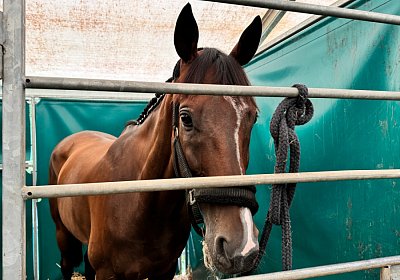 2024 08 25 Aarau IMG 8355 Fandango