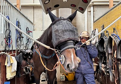 2024 10 07 Avenches IMG 2356 Midnight