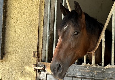 IMG 5301 Vienna s Pride