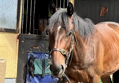 IMG 5320 Vienna s Pride