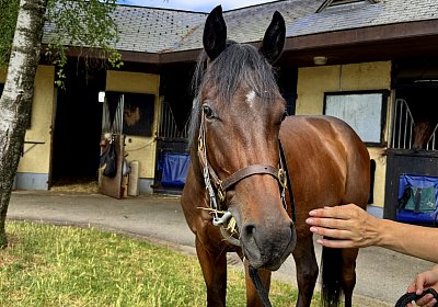 IMG 5323 Vienna s Pride