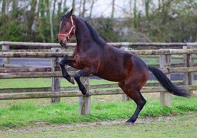 9N1A4949 Its Showtime