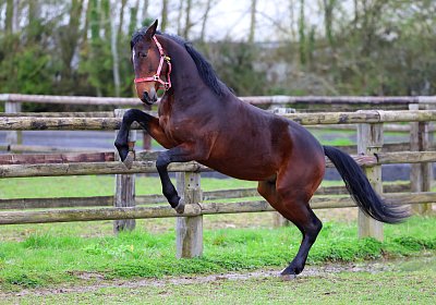 9N1A4950 Its Showtime