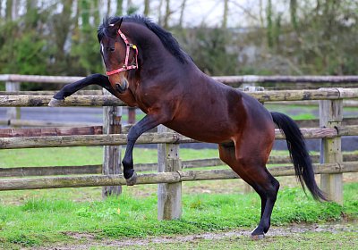 9N1A4952 Its Showtime