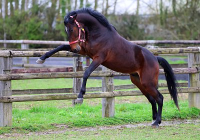 9N1A4953 Its Showtime