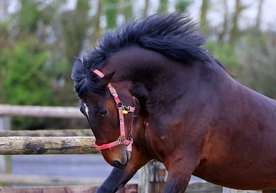 9N1A4955 Its Showtime