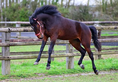 9N1A4956 Its Showtime