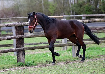 9N1A4968 Its Showtime