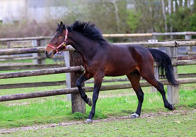 9N1A4972 Its Showtime