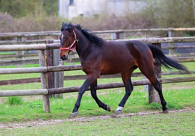 9N1A4980 Its Showtime