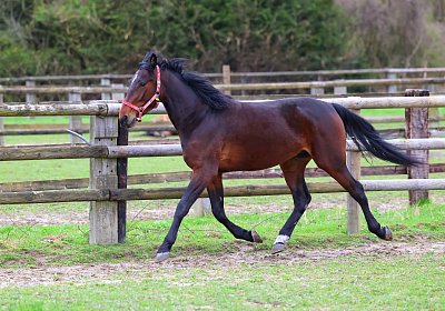 9N1A5000 Its Showtime