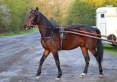 9N1A5785 Its Showtime