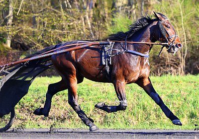 9N1A9201 Its Showtime