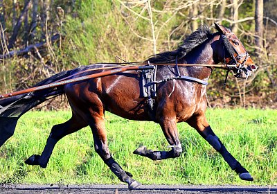 9N1A9209 Its Showtime