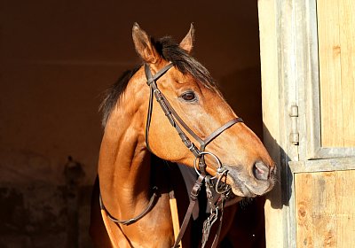 Strassburg 2026 04 18 9N1A4053 Almi