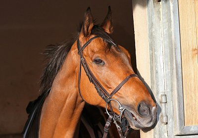 Strassburg 2026 04 18 9N1A4112 Almi