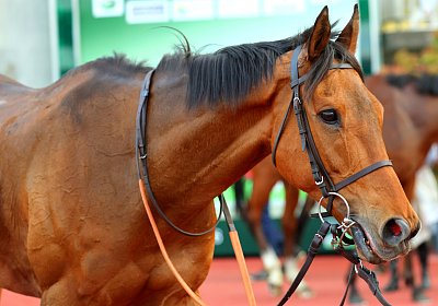 Strassburg 2026 04 18 9N1A4609 Almi