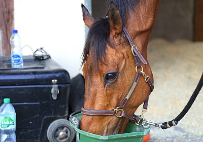 Strassburg 2026 04 18 9N1A4670 Almi