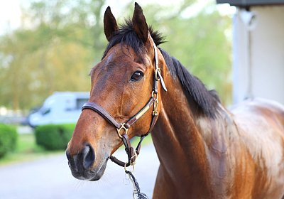 Strassburg 2026 04 18 9N1A4689 Almi