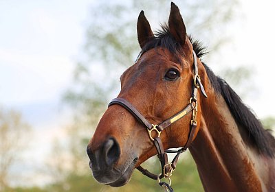 Strassburg 2026 04 18 9N1A4695 Almi