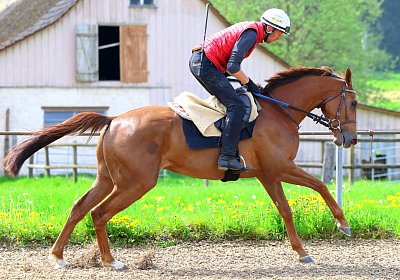 Landihof 2026 04 19 9N1A5143 Krakan