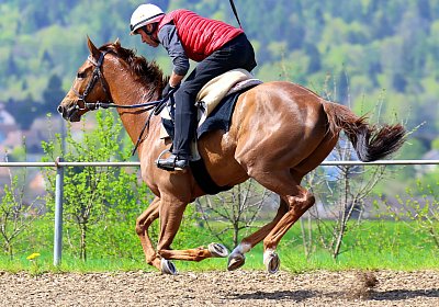 Landihof 2026 04 19 9N1A5536 Krakan