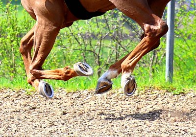 Landihof 2026 04 19 9N1A5543 Krakan