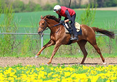 Landihof 2026 04 19 9N1A5604 Krakan