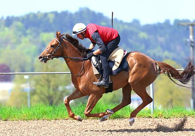 Landihof 2026 04 19 9N1A5647 Krakan