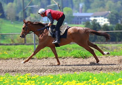 Landihof 2026 04 19 9N1A5683 Krakan