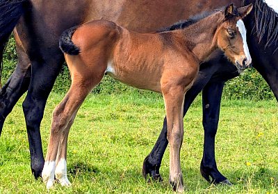 2026 06 09 Energy Qualite Royale 4
