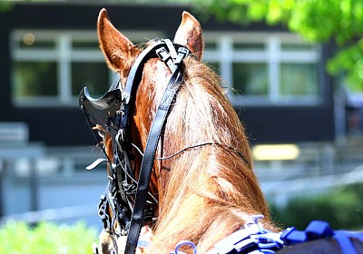 Gelsenkirchen 2026 07 12 9N1A8054 Miracle of Love