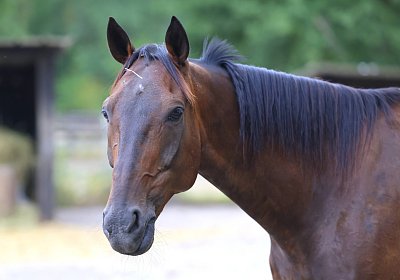 Peterhof 2026 07 31 9N1A2484 Harper