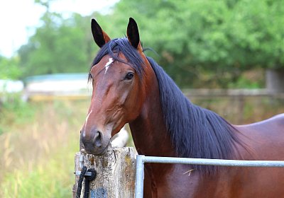 Peterhof 2026 07 31 9N1A2545 Its Showtime