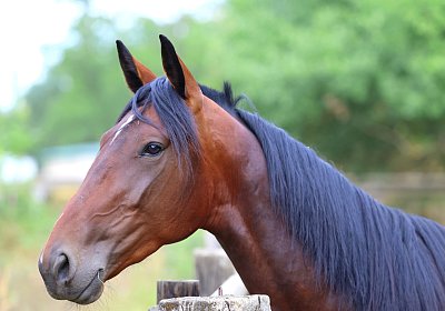 Peterhof 2026 07 31 9N1A2547 Its Showtime