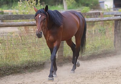 Peterhof 2026 07 31 9N1A2554 Its Showtime