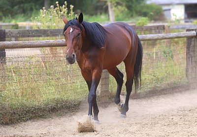 Peterhof 2026 07 31 9N1A2555 Its Showtime