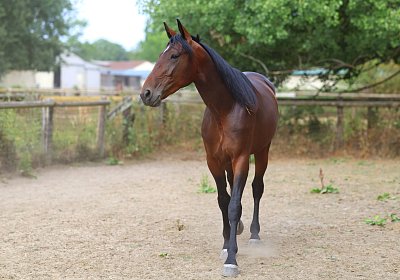 Peterhof 2026 07 31 9N1A2559 Its Showtime
