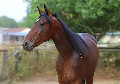 Peterhof 2026 07 31 9N1A2560 Its Showtime