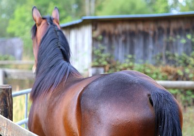 Peterhof 2026 07 31 9N1A2569 Its Showtime