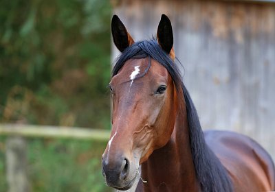 Peterhof 2026 07 31 9N1A2572 Its Showtime