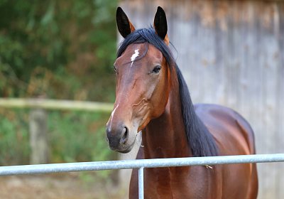 Peterhof 2026 07 31 9N1A2573 Its Showtime