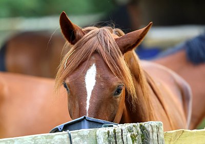 Peterhof 2026 07 31 9N1A2609 Miracle