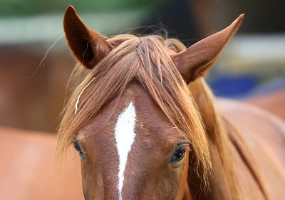 Peterhof 2026 07 31 9N1A2611 Miracle