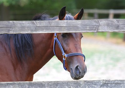 Peterhof 2026 07 31 9N1A2655 Oro