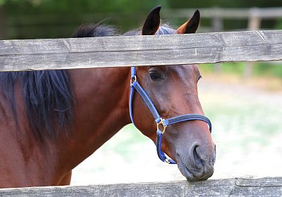Peterhof 2026 07 31 9N1A2659 Oro