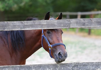 Peterhof 2026 07 31 9N1A2661 Oro