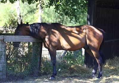 Peterhof 2026 07 31 9N1A4794 Midnight