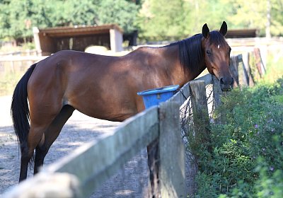 Peterhof 2026 07 31 9N1A4889 La Formidable